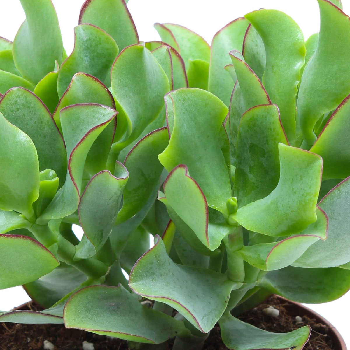 Jadeplant - Crassula arborescens Curly Green - Bakker
