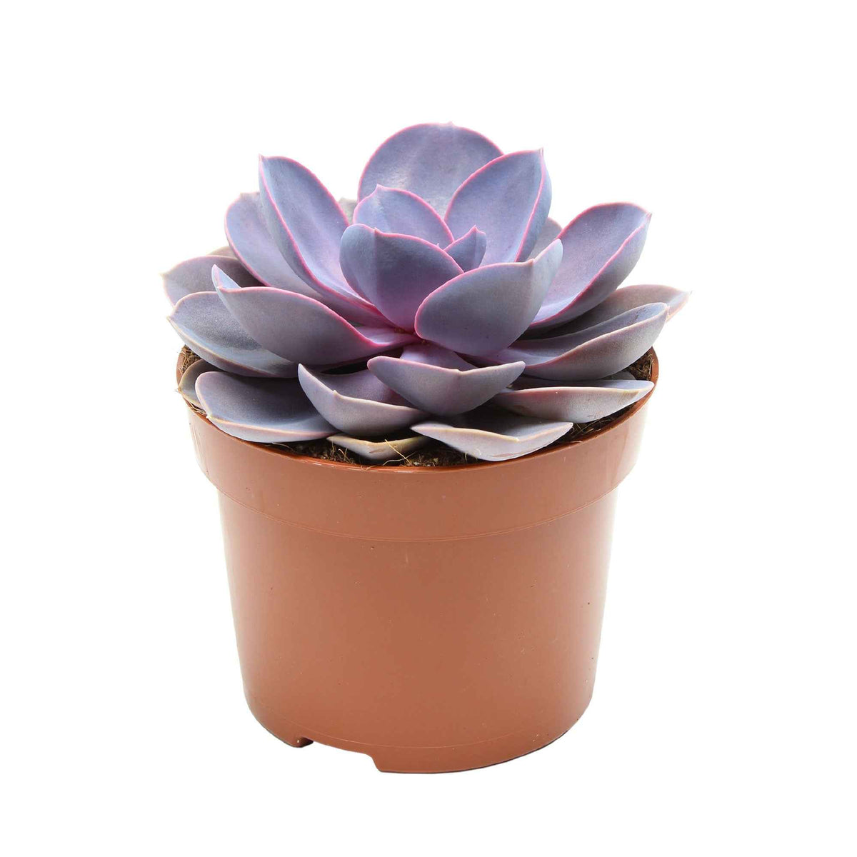 Succulent Echeveria 'Purple Pearl' - Bakker
