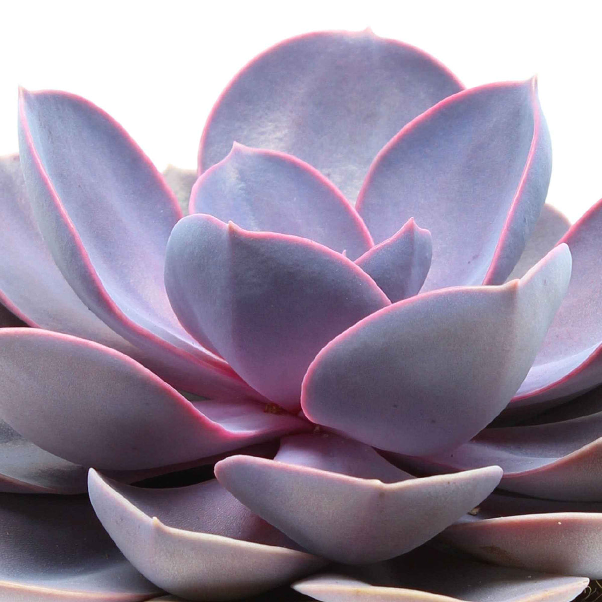Succulent Echeveria 'Purple Pearl' - Echeveria gibbi.'purple pearl' - Bakker