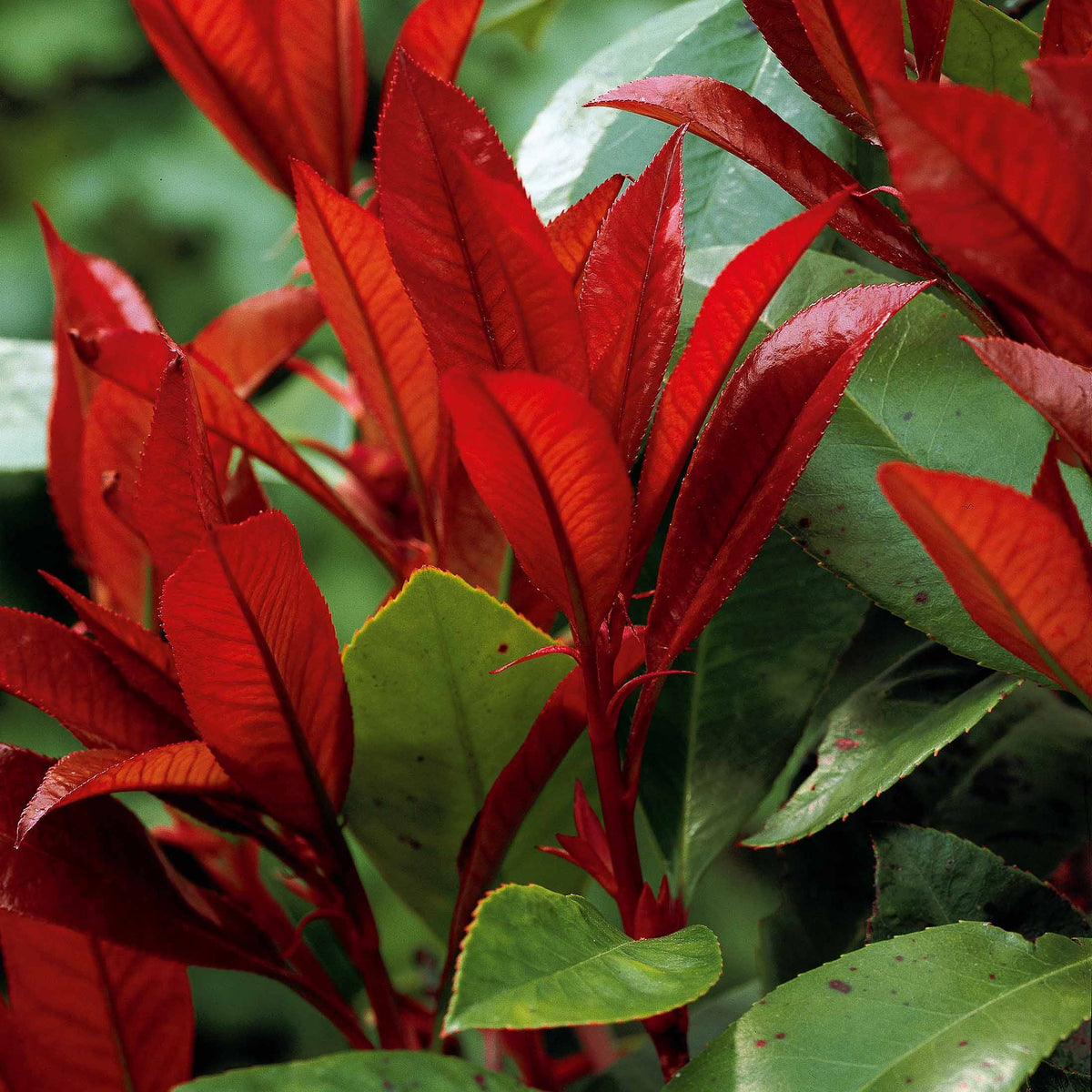 Glansmispel 'Red Robin' 9cm pot - Photinia fraseri Red Robin - Bakker
