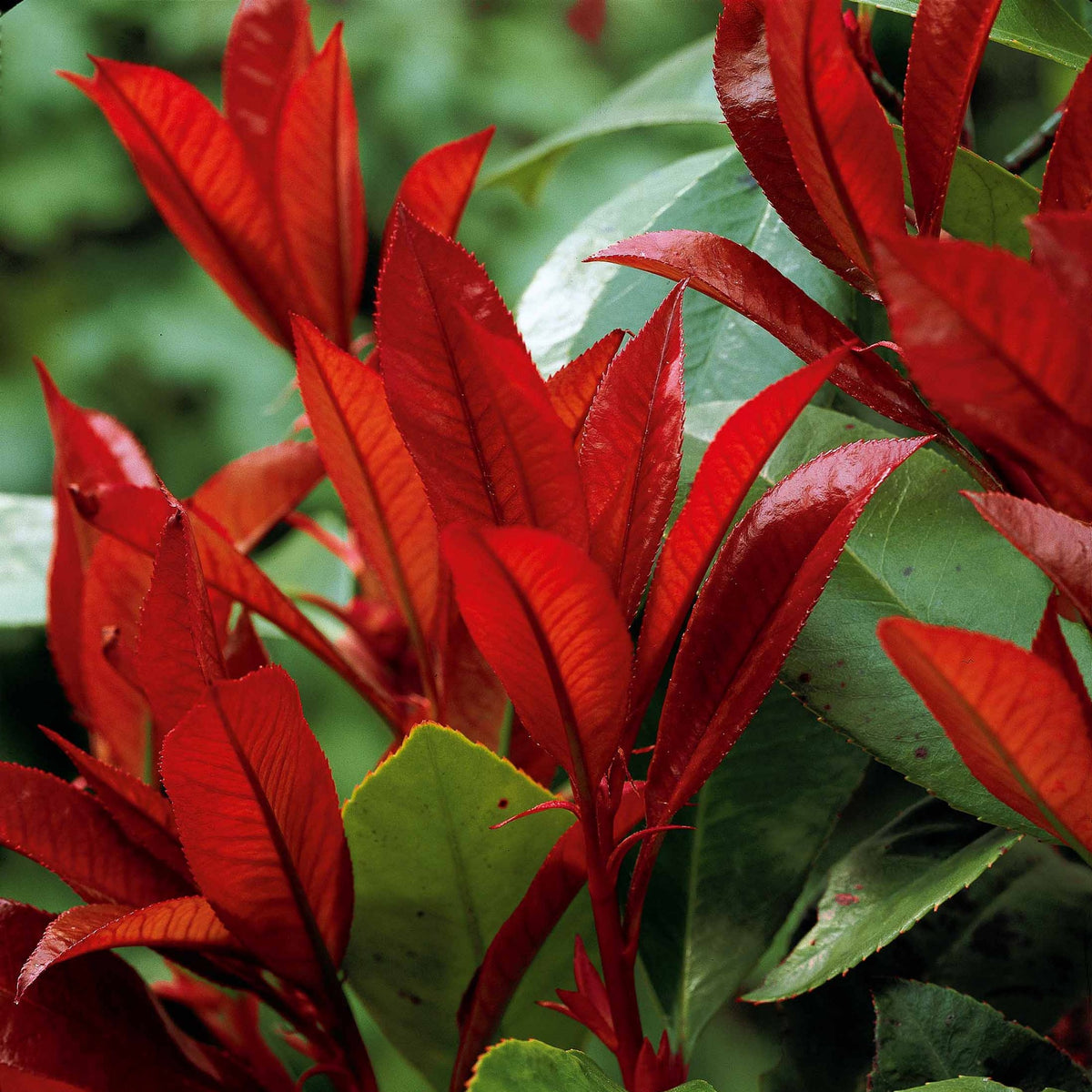 Photinia, Forsythia, Spireae Grefsheim , Chaneomeles - Voorjaarshagen collectie (x4) - Heesters