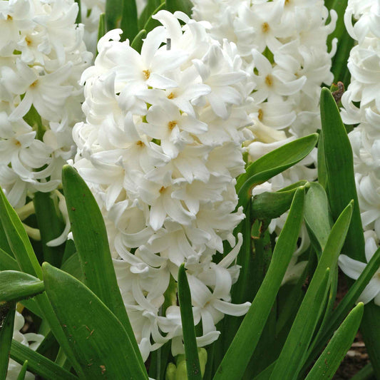 Hyacint 'Canergie' (x6) - Hyacinthus orientalis carnegie - Bloembollen