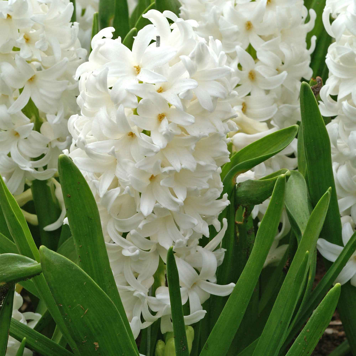 Hyacint 'Canergie' (x6) - Bakker