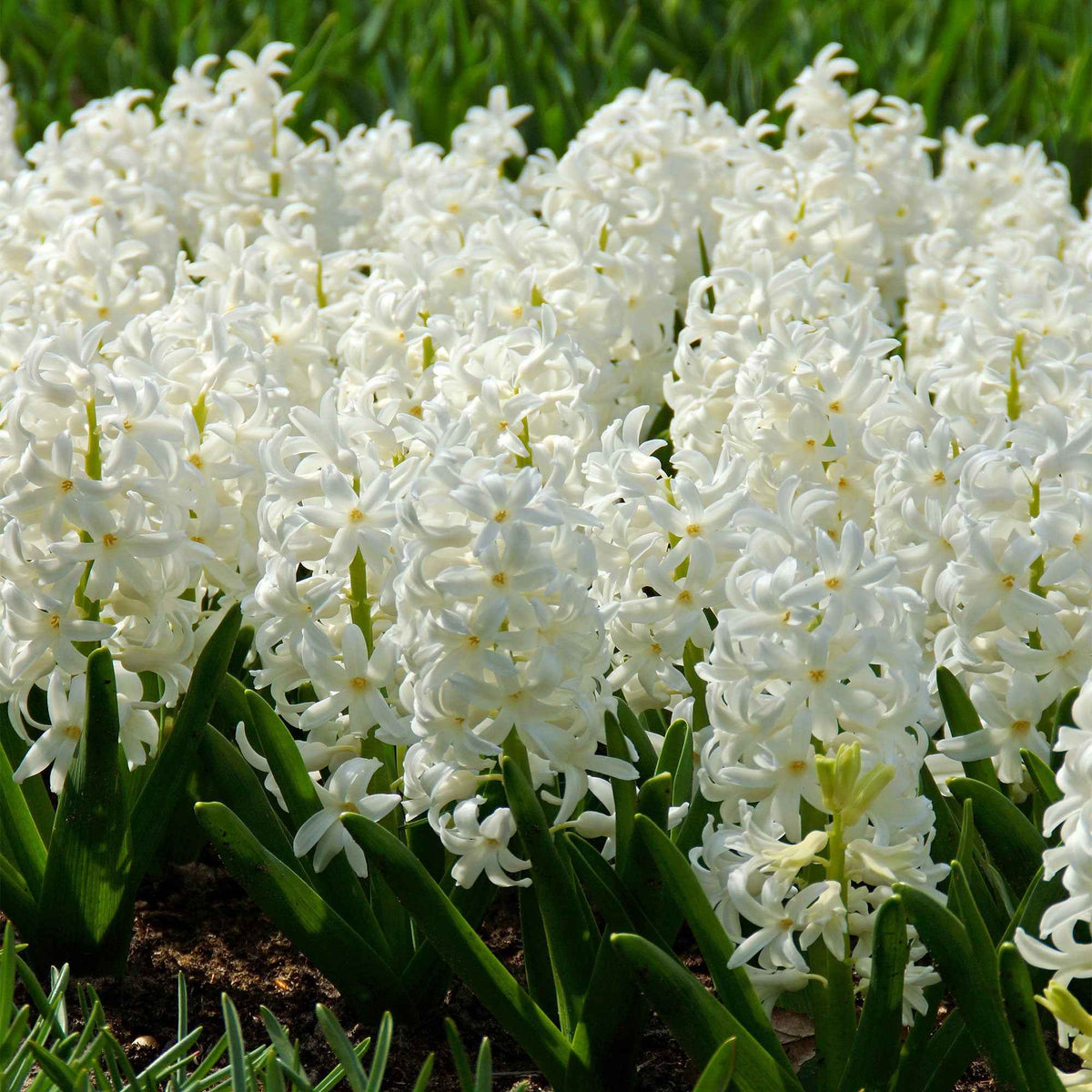 Hyacint 'Canergie' (x6) - Hyacinthus orientalis carnegie - Bakker