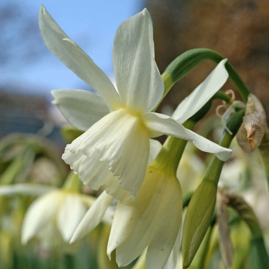 Narcis 'Thalia' (x7) - Bakker