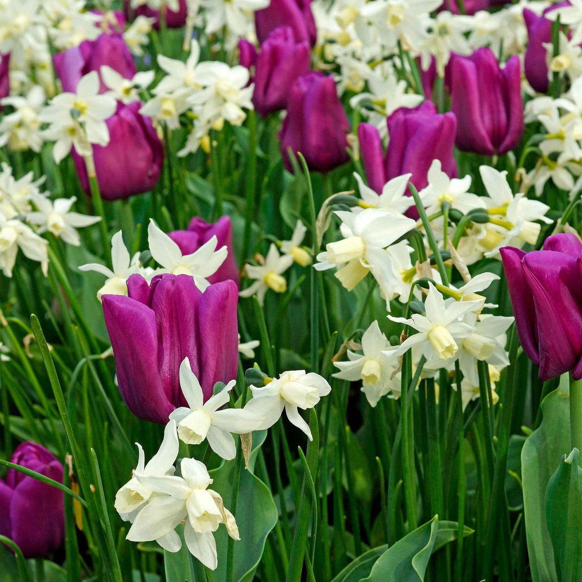 Narcis 'Thalia' (x7) - Narcissus triandrus Thalia - Bakker