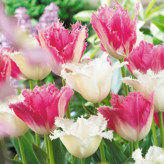 Gefranjerde tulp Mix 'Huis ten Bosch' + 'Noordeinde' (x20) - Tulipa (huis ten bosch, noordeinde) - Bloembollen