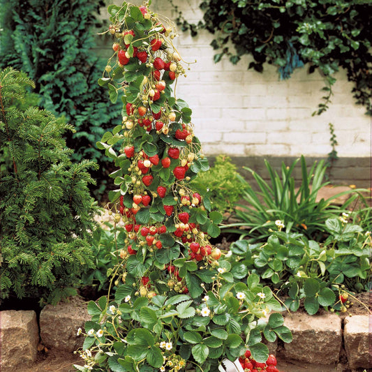 Aardbei 'Mount Everest' - Bakker