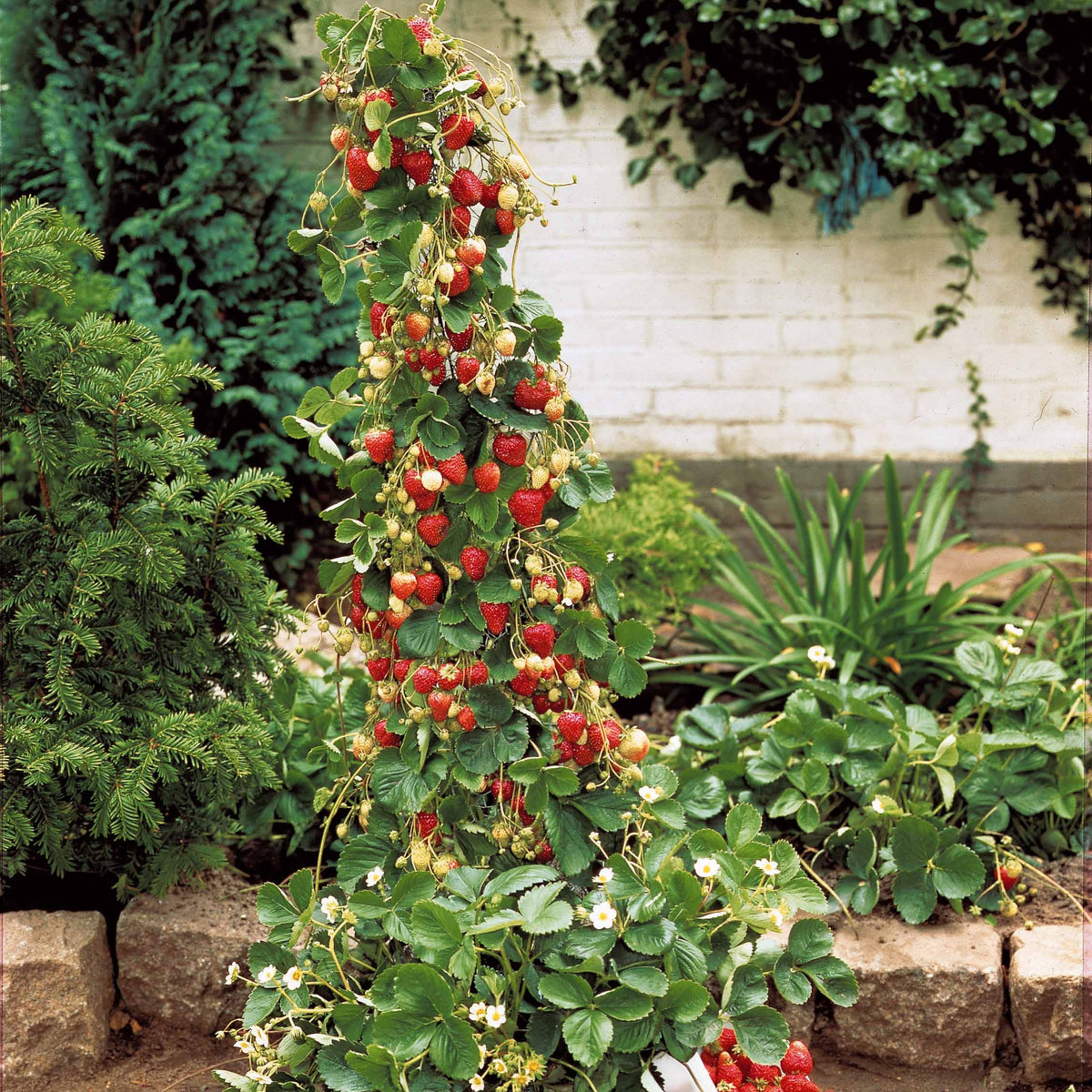 Aardbei 'Mount Everest' - Bakker