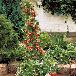 Aardbei 'Mount Everest' - Bakker