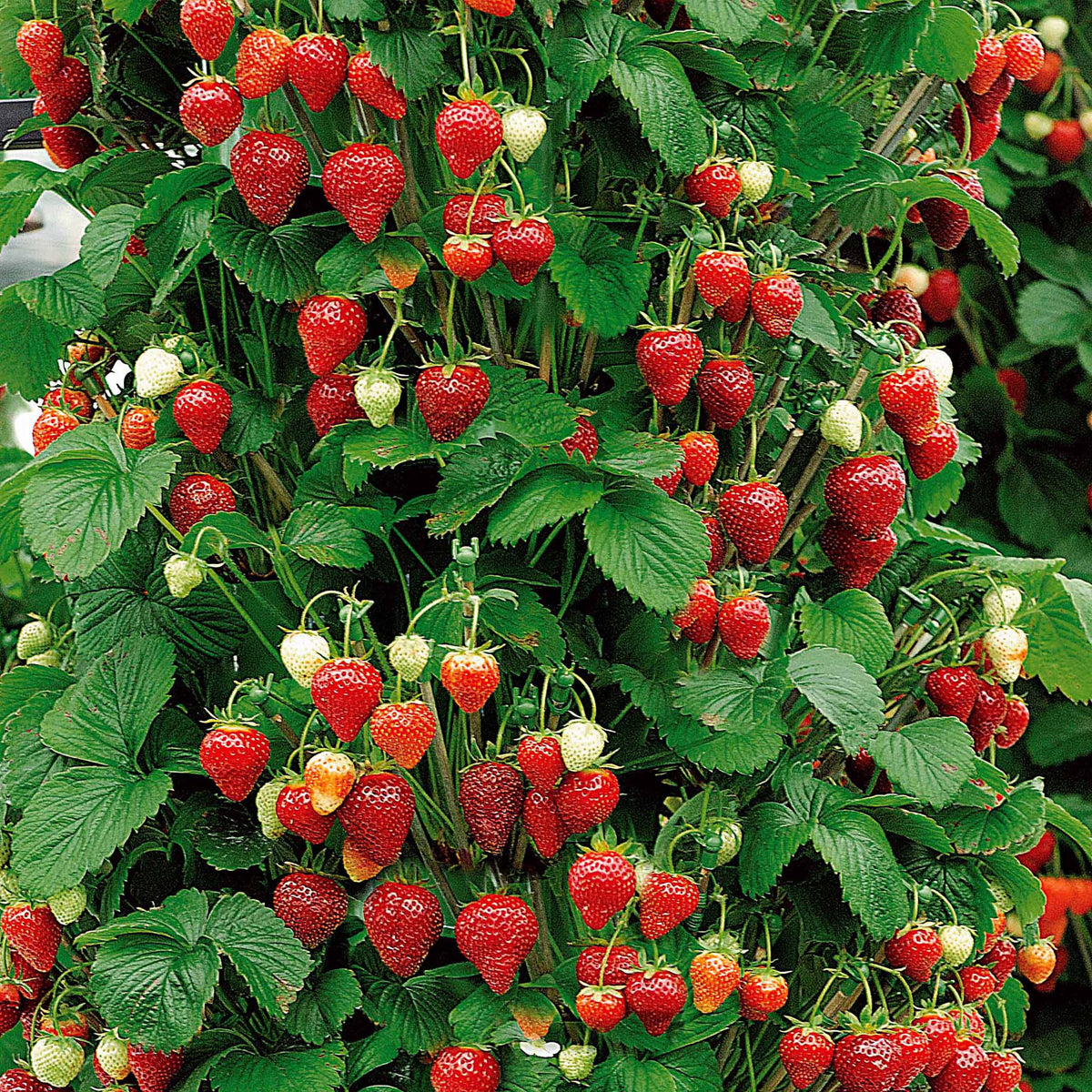 Aardbei 'Mount Everest' - Fragaria x ananassa Mount Everest - Bakker