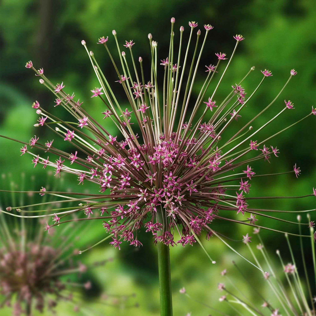Sierui Allium schubertii (x5) - Allium schubertii - Bakker