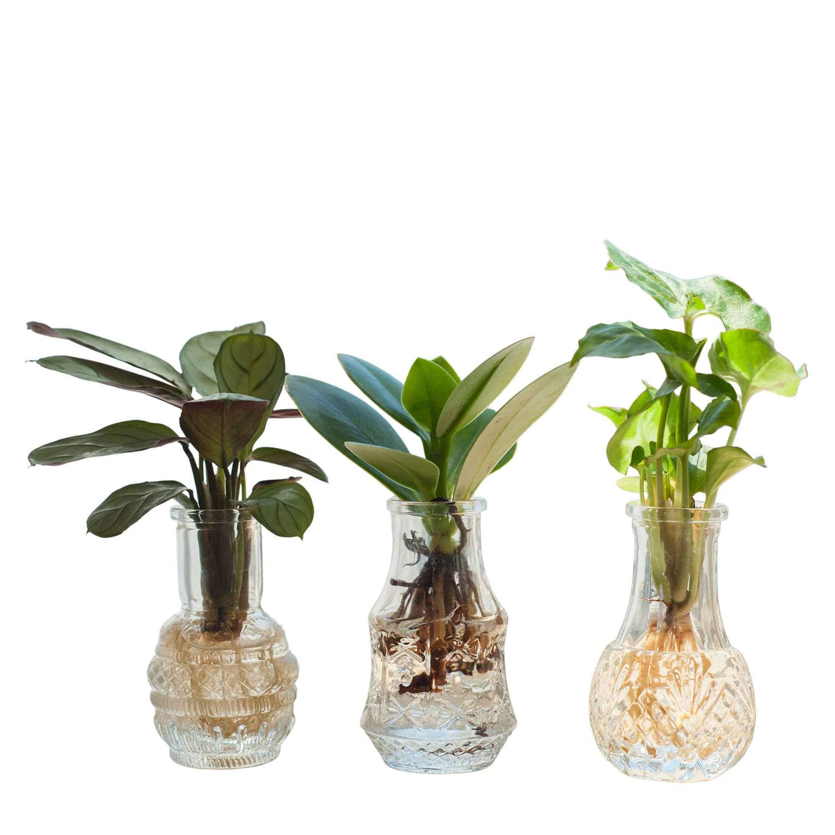 Syngonium 'Pixie', Clusia 'Princess', Ctenanthe 'Amagris' - Stekmix 'Berlin' in 3 glazen - Hydroponie - Hydroponische planten