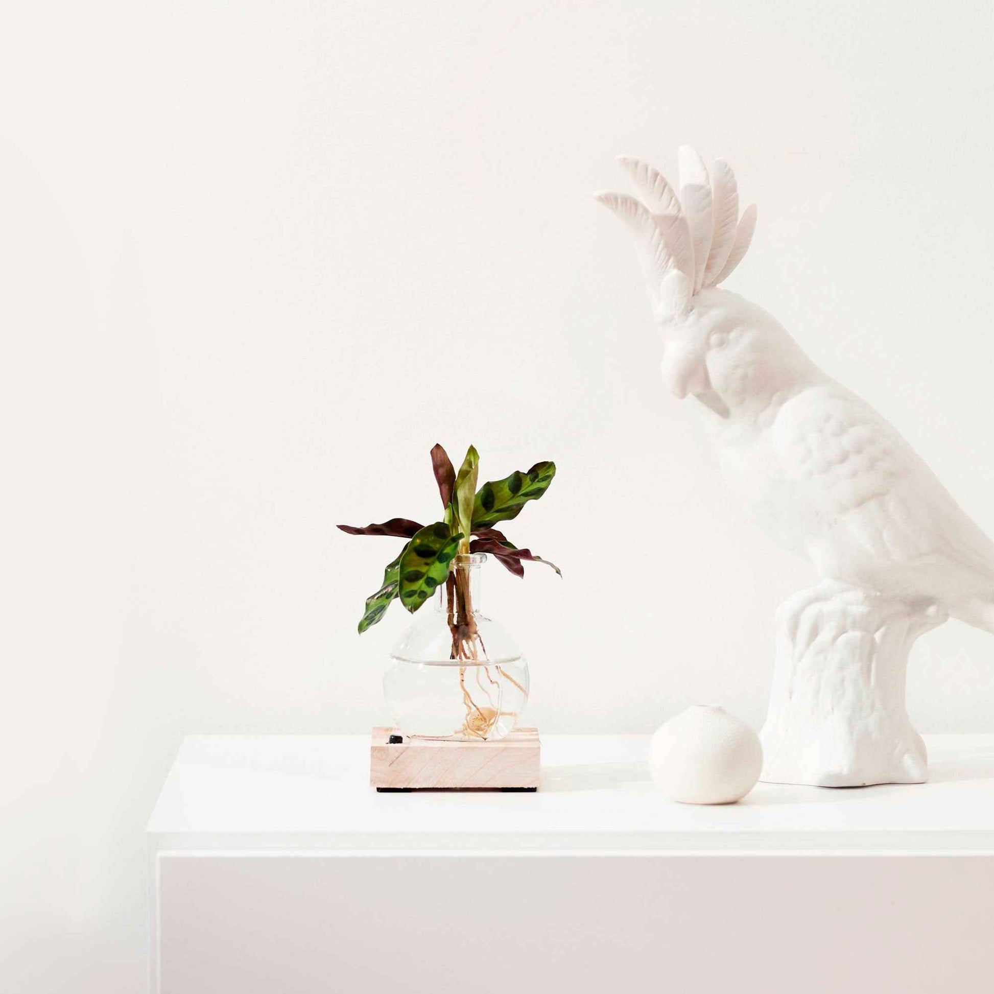 Calathea Insignis - Calathea insignis - Bakker