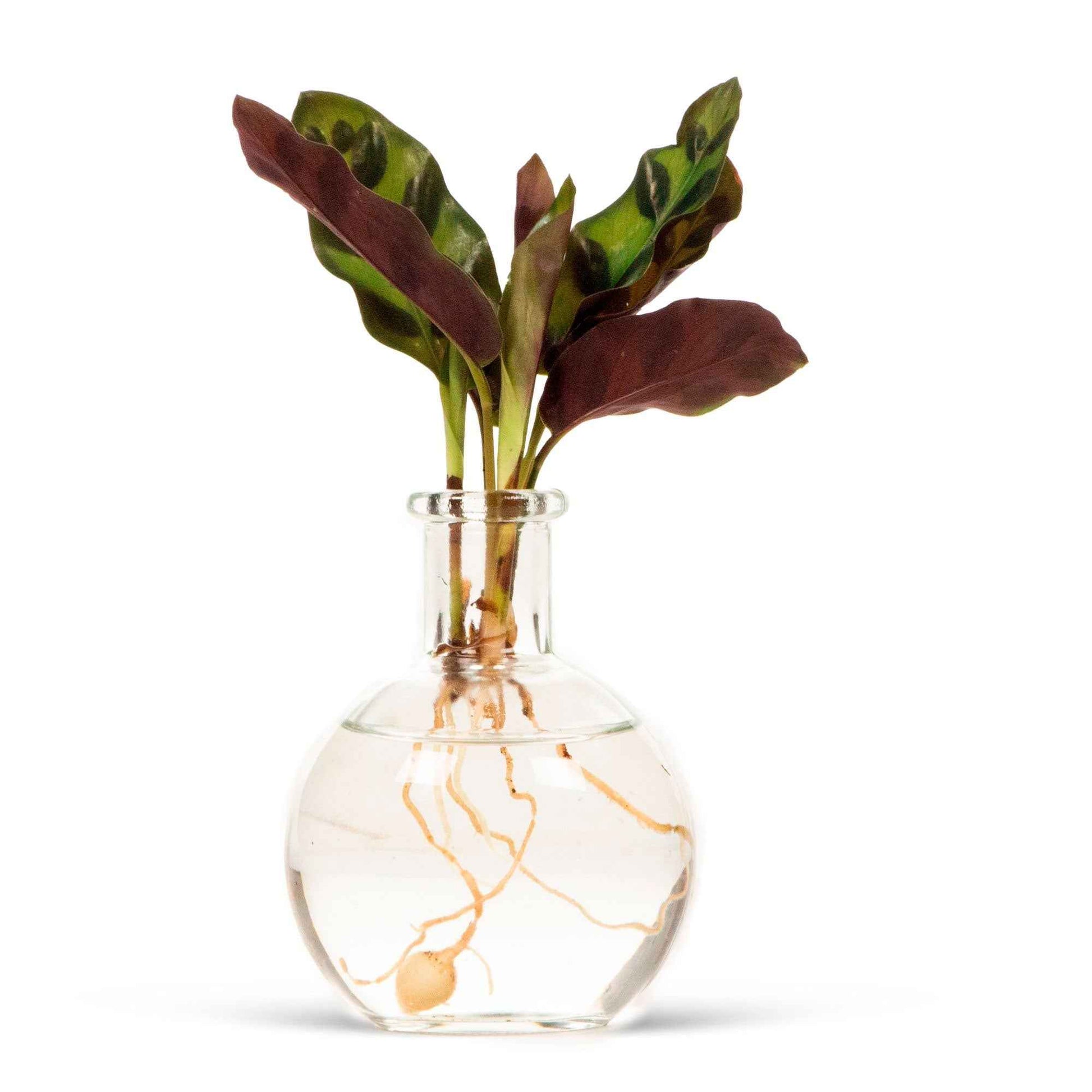  - Hydro Vaasje 'Samoa' - Kamerplantencombinaties