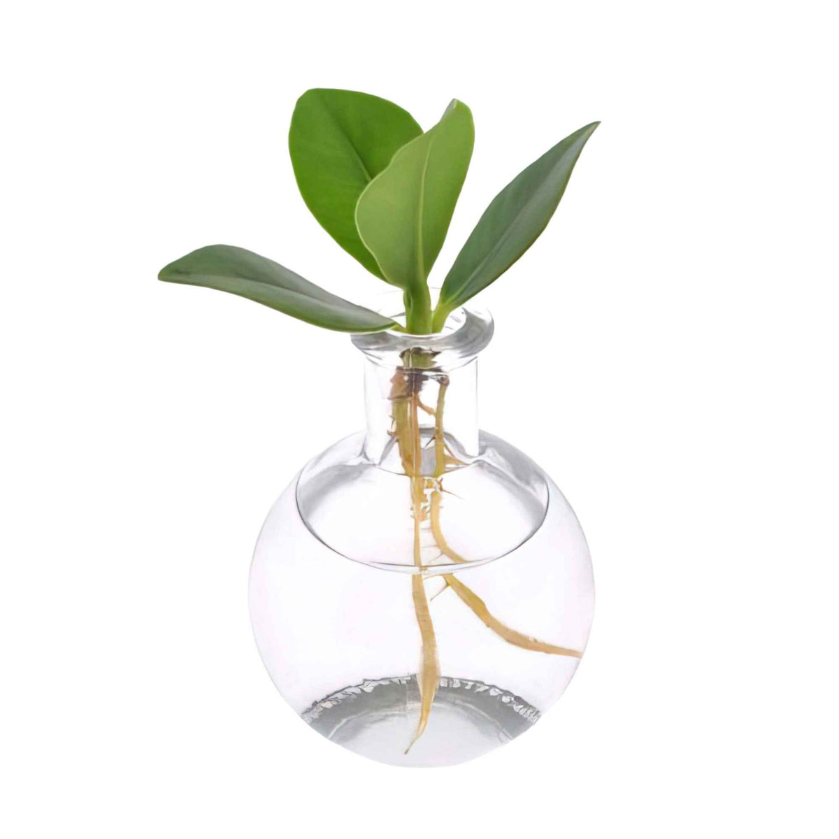 Clusia samoa - Clusia in Samoa glas - Hydroponie - Hydroponische planten