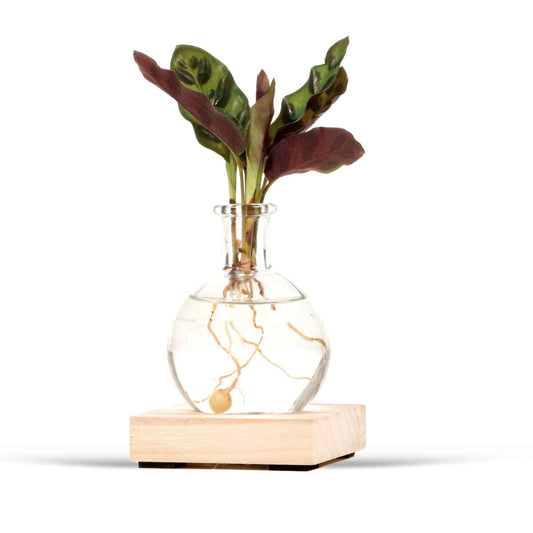 calathea in Samoa glas met ledverlichting - Hydroponie - Bakker
