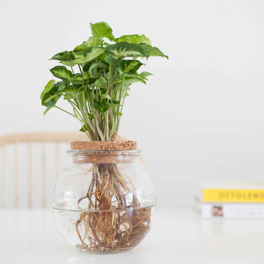 Syngonium in Bolglas - Hydroponie - Bakker