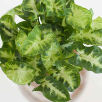 Syngonium - Syngonium / - Kamerplantencombinaties