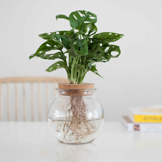 Monstera in Bolglas - Hydroponie - Bakker