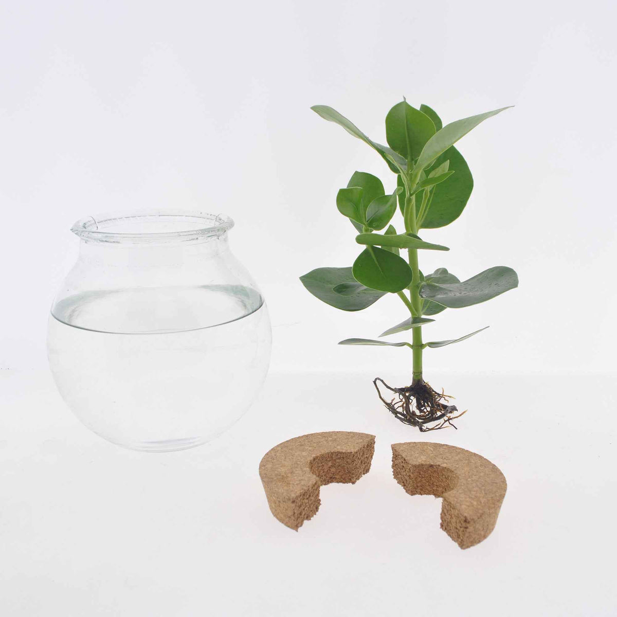 Monstera - Monstera in Bolglas - Hydroponie - Hydroponische planten