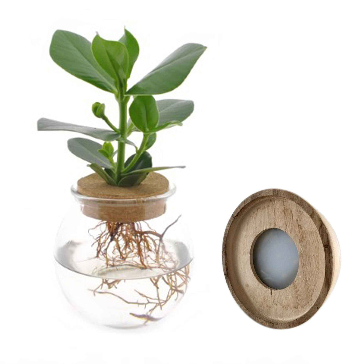 Clusia - Clusia in Bolglas met ledverlichting - Hydroponie - Hydroponische planten