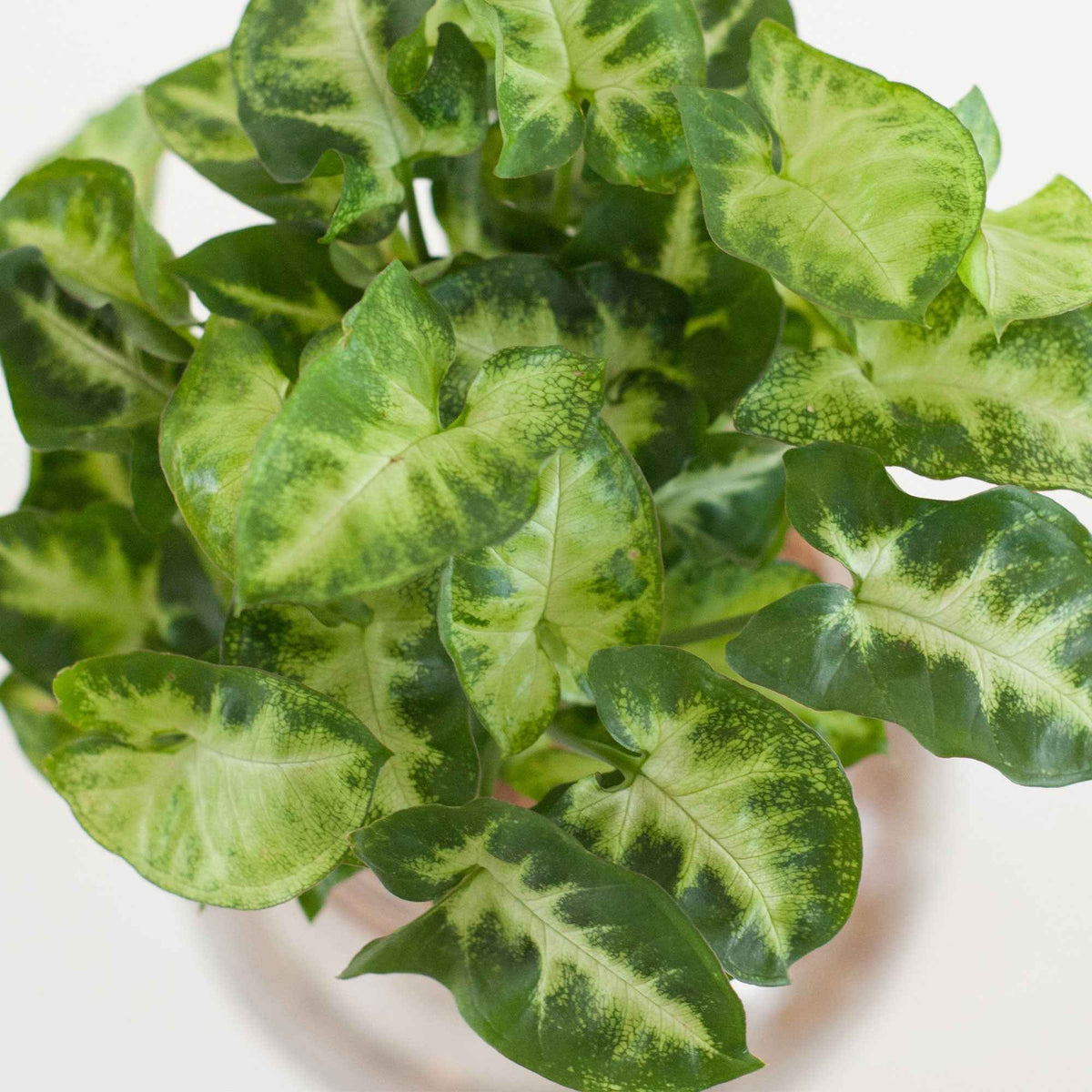 Syngonium in Bolglas met ledverlichting - Hydroponie - Syngonium - Bakker