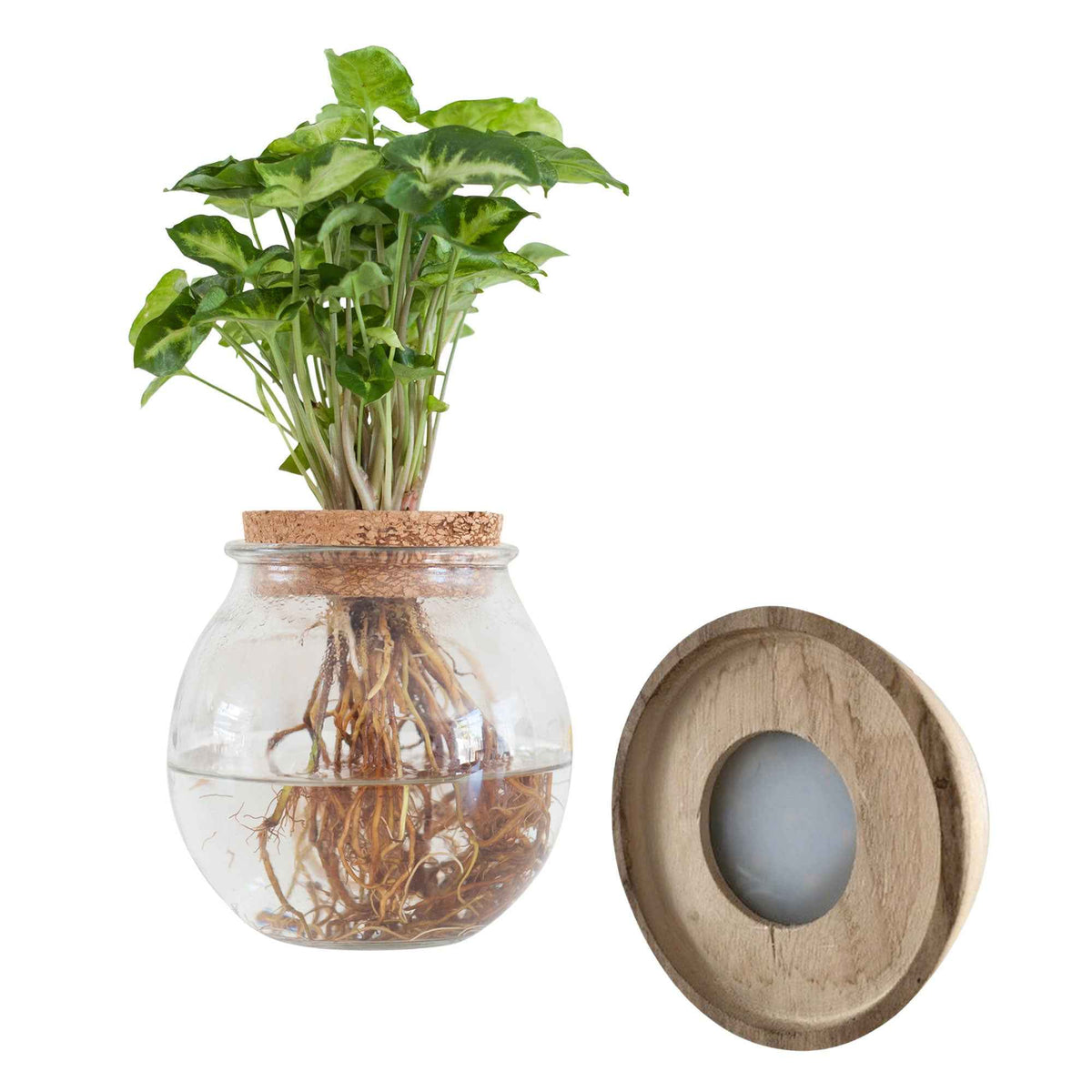 Syngonium - Syngonium in Bolglas met ledverlichting - Hydroponie - Hydroponische planten