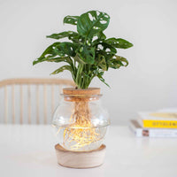 Monstera in Bolglas met ledverlichting - Hydroponie (x2) - Monstera - Kamerplanten