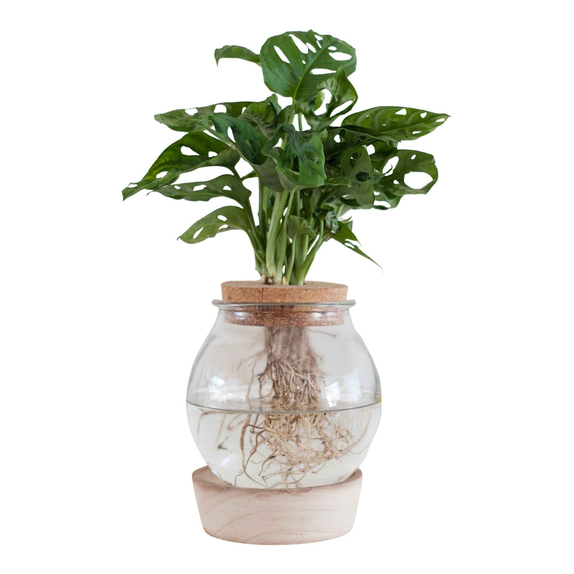  - Hydro bolglas + LED verlichting - Kamerplantencombinaties