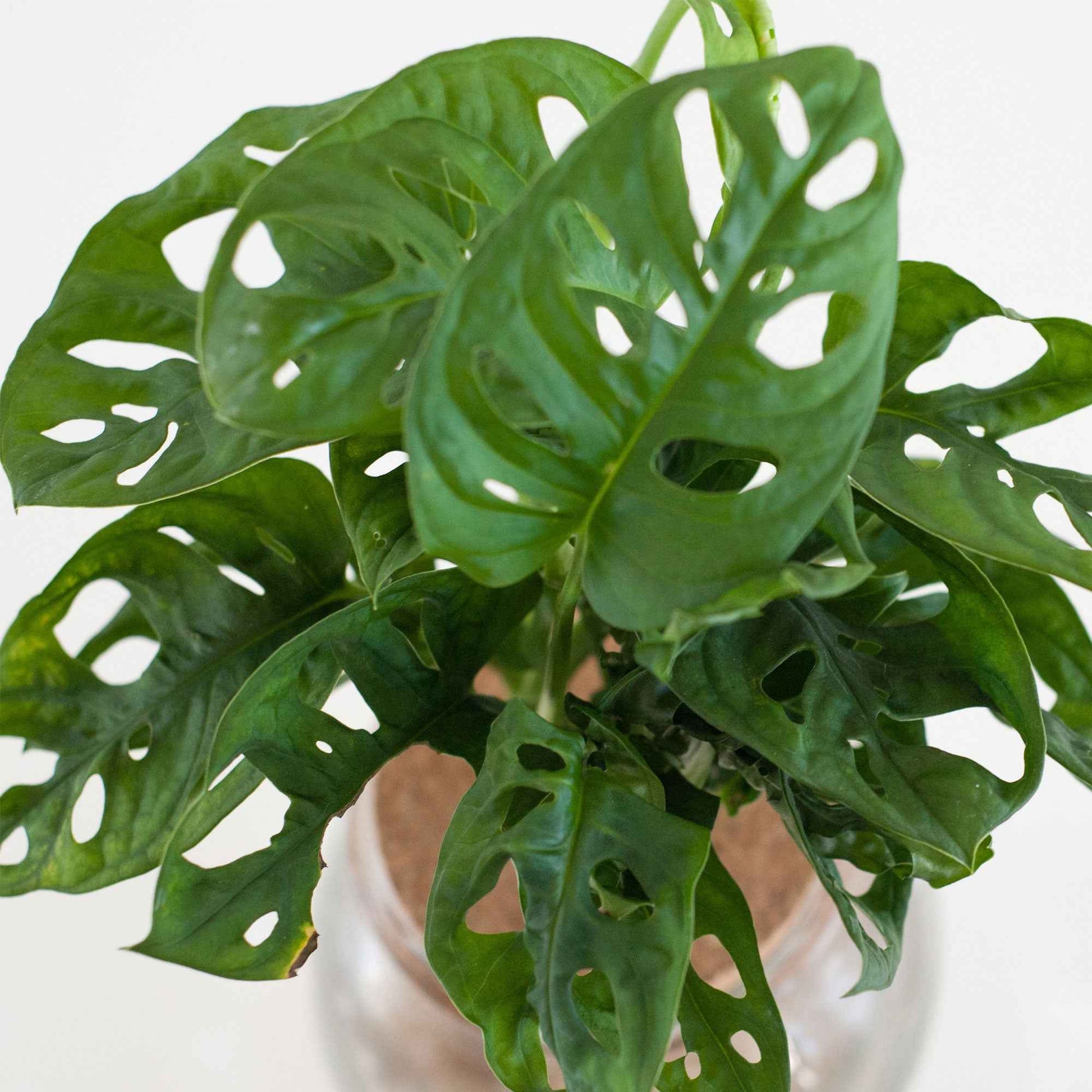 Monstera in Bolglas met ledverlichting - Hydroponie (x2) - Monstera