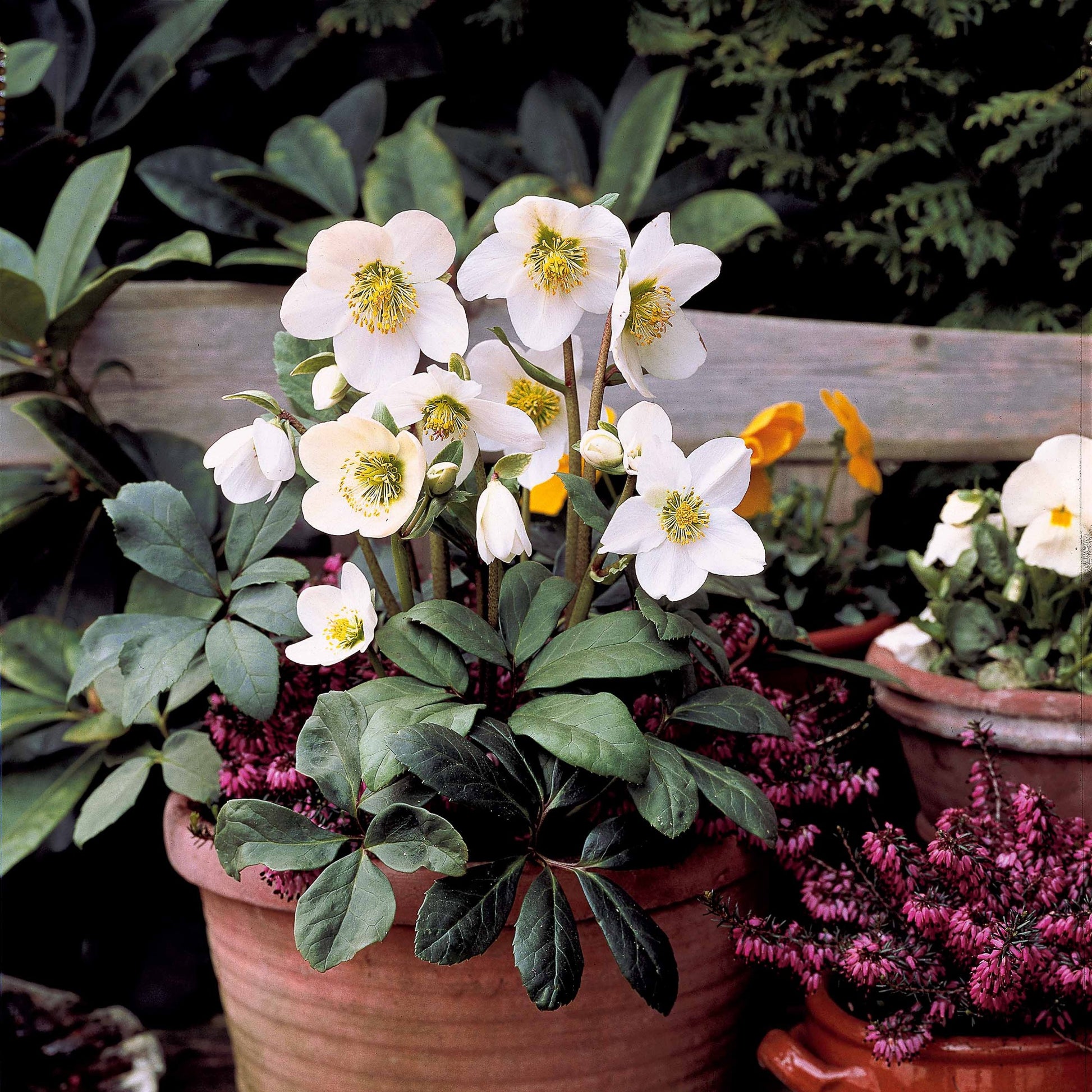 Verkoop Kerstroos 'Christmas Carol' en met kerstpot