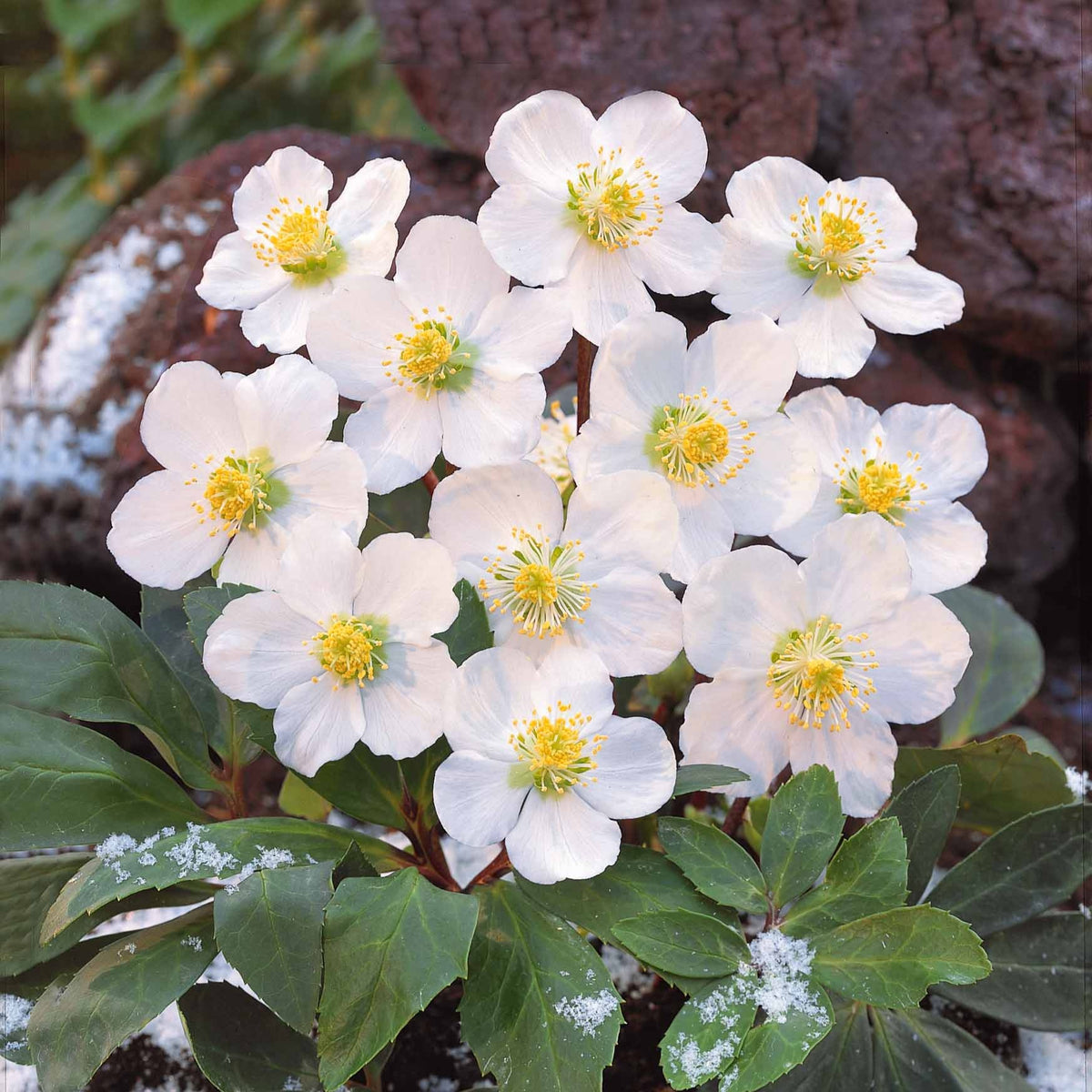 Helleborus niger - Helleborus 'Christmas Carol' - Helleborus - Kerstroos