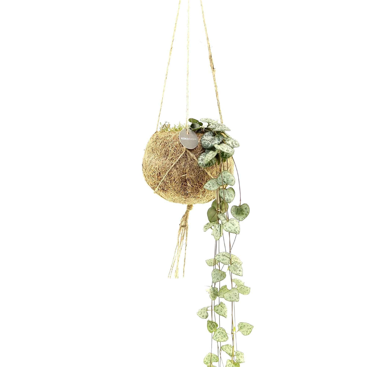 Kokodama Chinees lantaarntje Ceropegia woodii incl. kokopot - Hangplant - Kokodama Ceropegia - Bakker