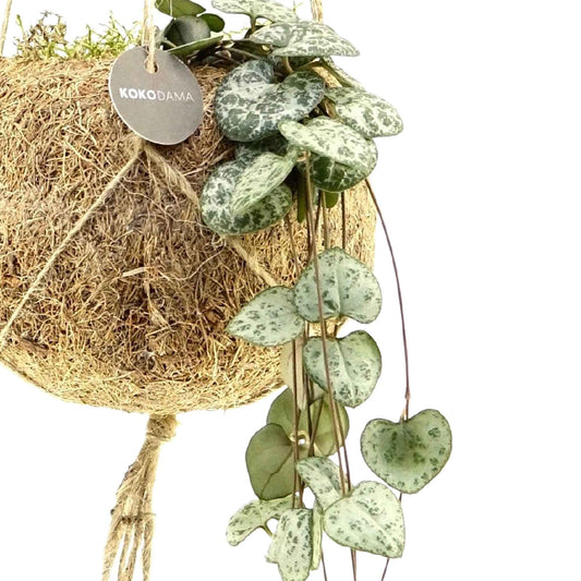 Kokodama Chinees lantaarntje Ceropegia woodii incl. kokopot - Hangplant - Bakker