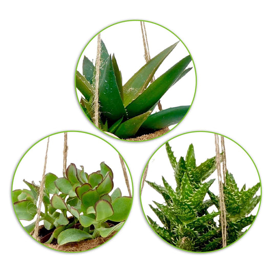 Kokodama vetplant Mix incl. kokopot - Kokodama Succulentmix - Kamerplanten