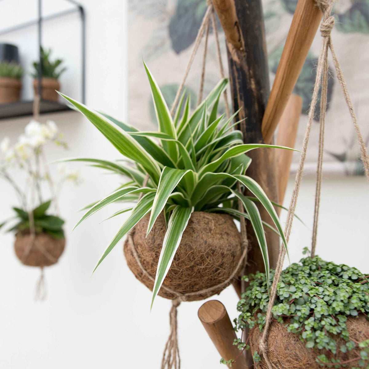 Graslelie Chlorophytum incl. Kokodama kokopot - Bakker