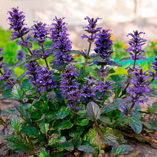 Kruipend zenegroen 'Atropurpurea' - Bakker