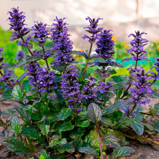 Kruipend zenegroen 'Atropurpurea' (x3) - Ajuga reptans atropurpurea - Tuinplanten