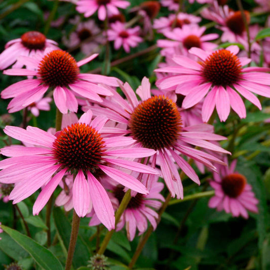 Zonnehoed 'Magnus Superior' - Echinacea purpurea magnus superior - Heesters en vaste planten