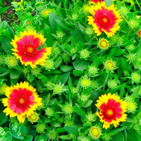 Kokardenbloem 'Kobold' - Gaillardia aristata kobold - Tuinplanten