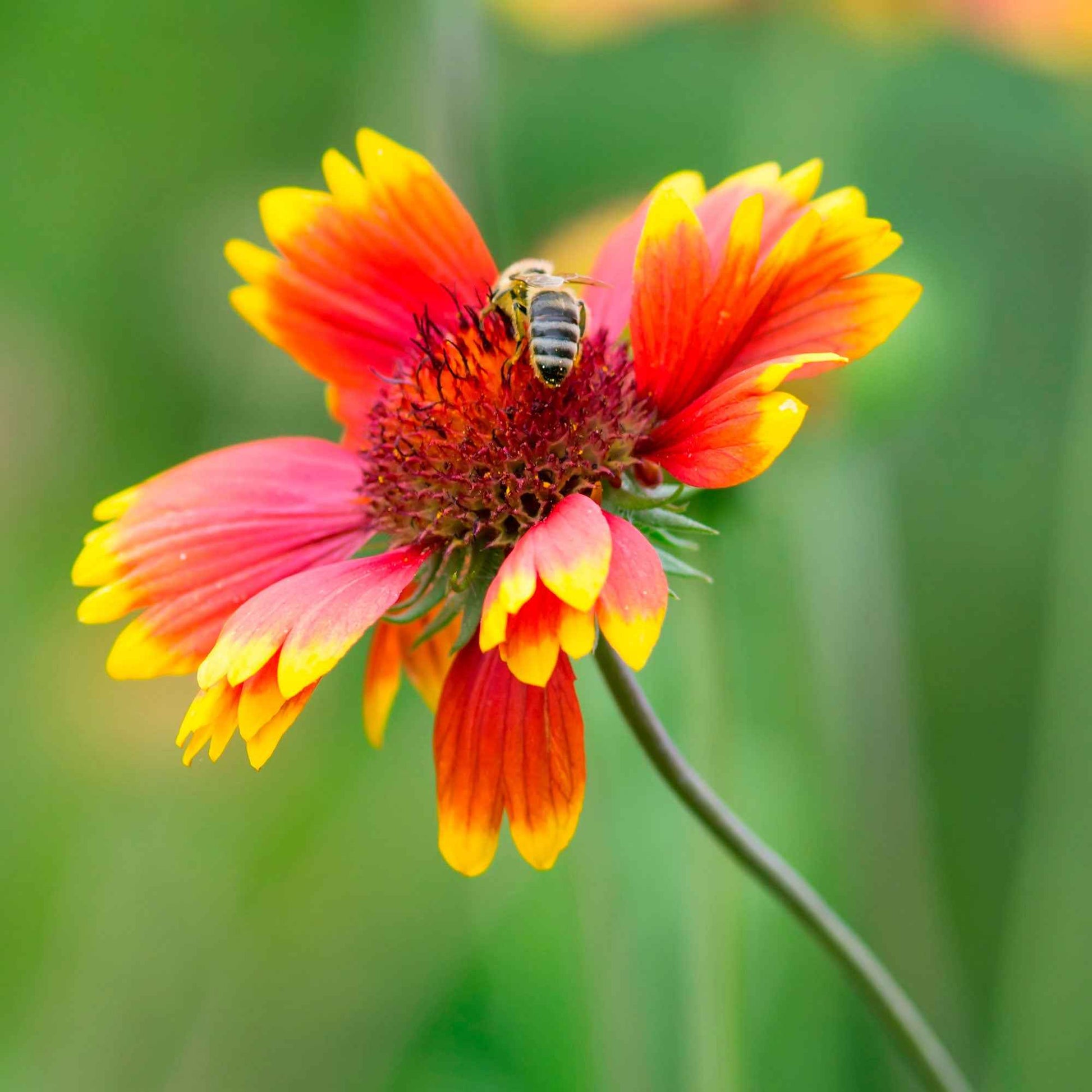 Kokardenbloem 'Kobold' - Gaillardia aristata kobold - Heesters en vaste planten