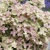 Pluimhortensia Hydrangea paniculata Roze-Wit - Winterhard - Hydrangea paniculata polestar ® ' breg14' - Hortensia