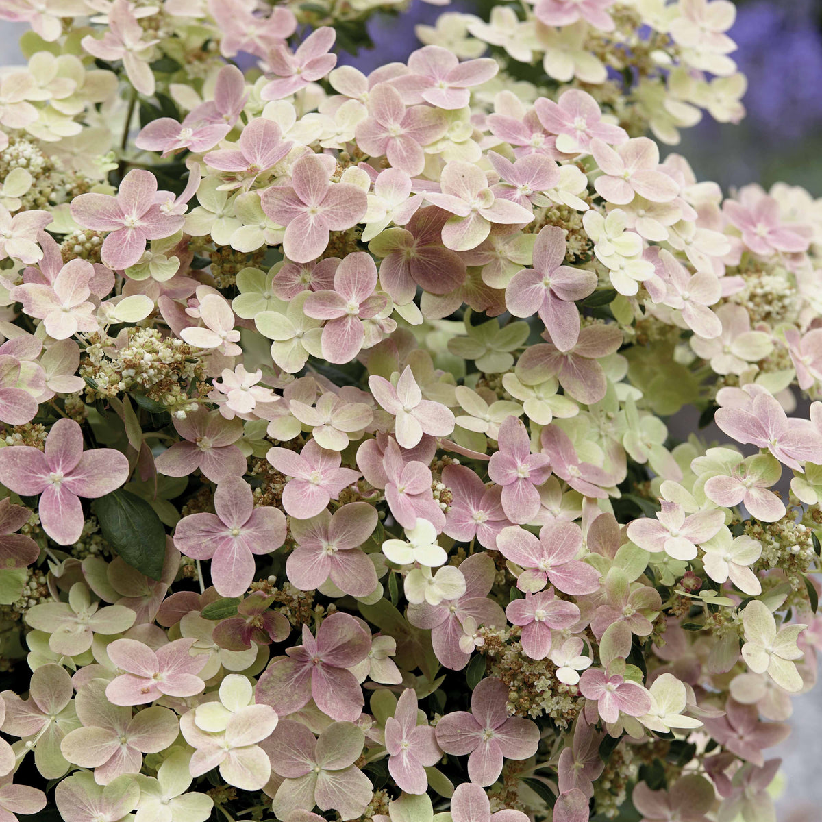 Pluimhortensia 'Switch Ophelia'®