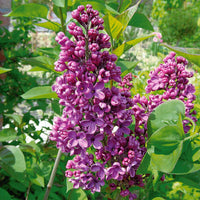 Collectie dubbele seringen: blauw, rood, lila, wit (x4) - Syringa vulgaris - Tuinplanten