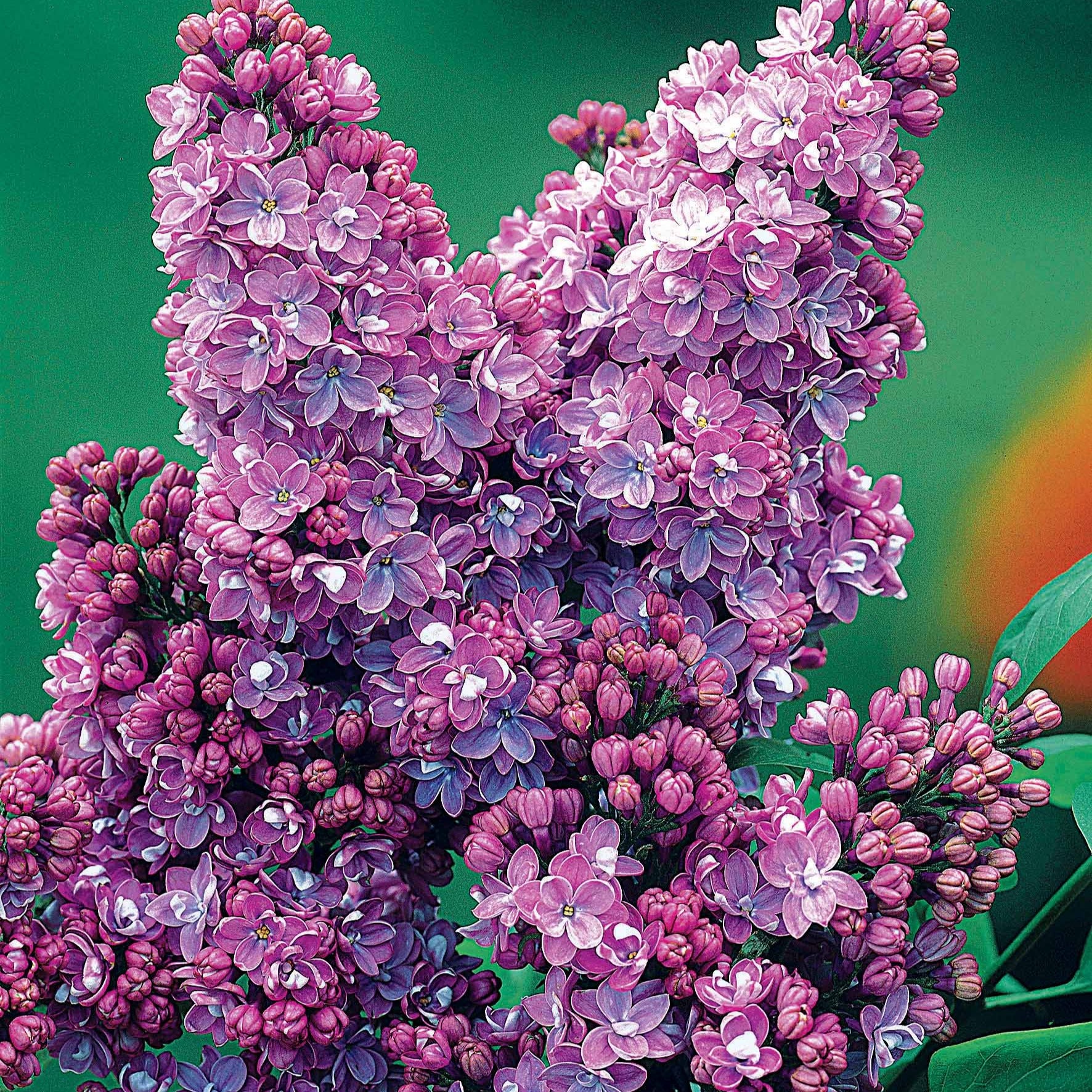 Sering - Syringa vulgaris lilas - Heesters