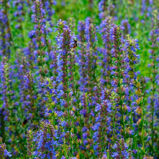 Hyssop - Hyssopus officinalis - Tuinplanten