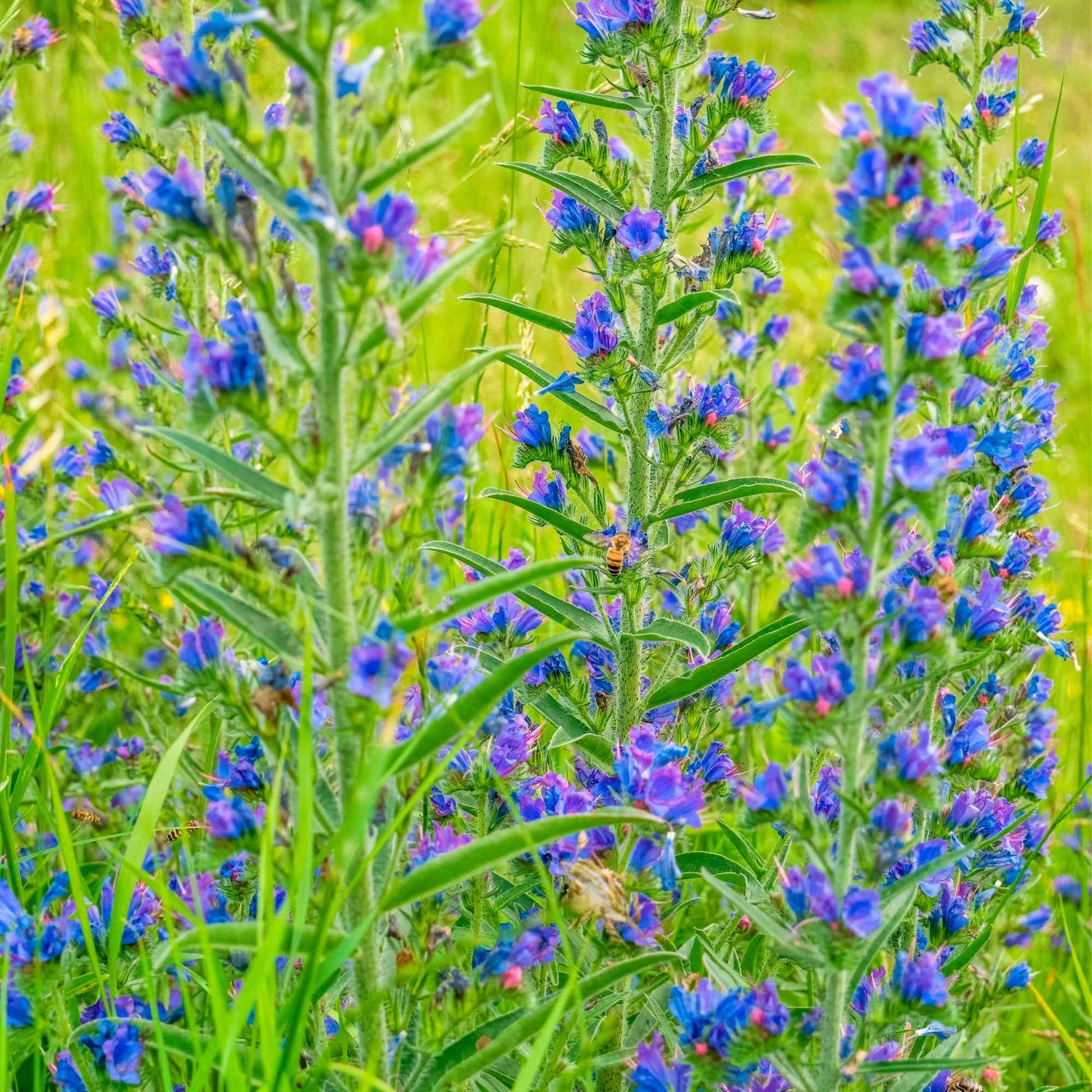 Slangenkruid - Echium vulgare - Tuinplanten