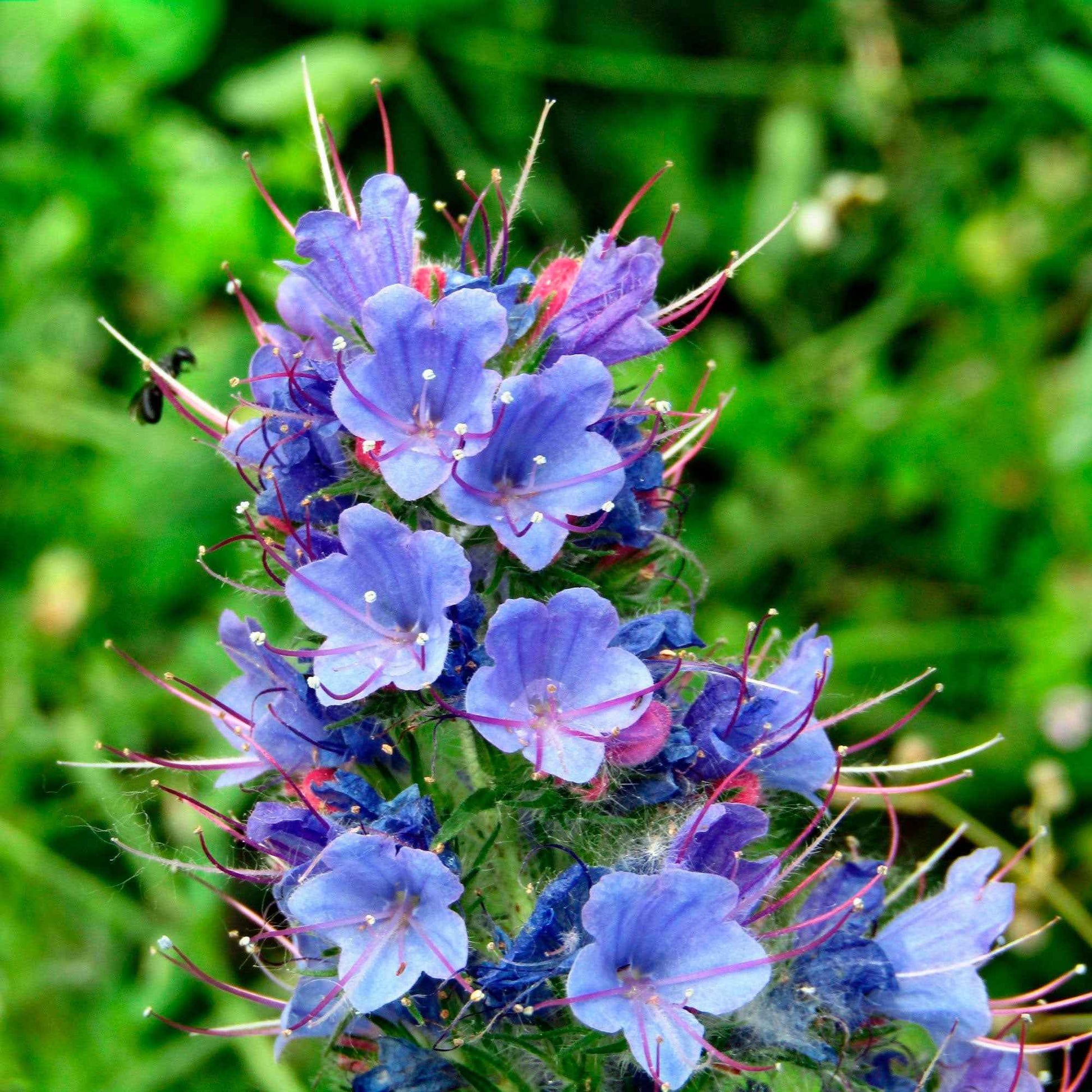 Slangenkruid - Echium vulgare - Heesters en vaste planten