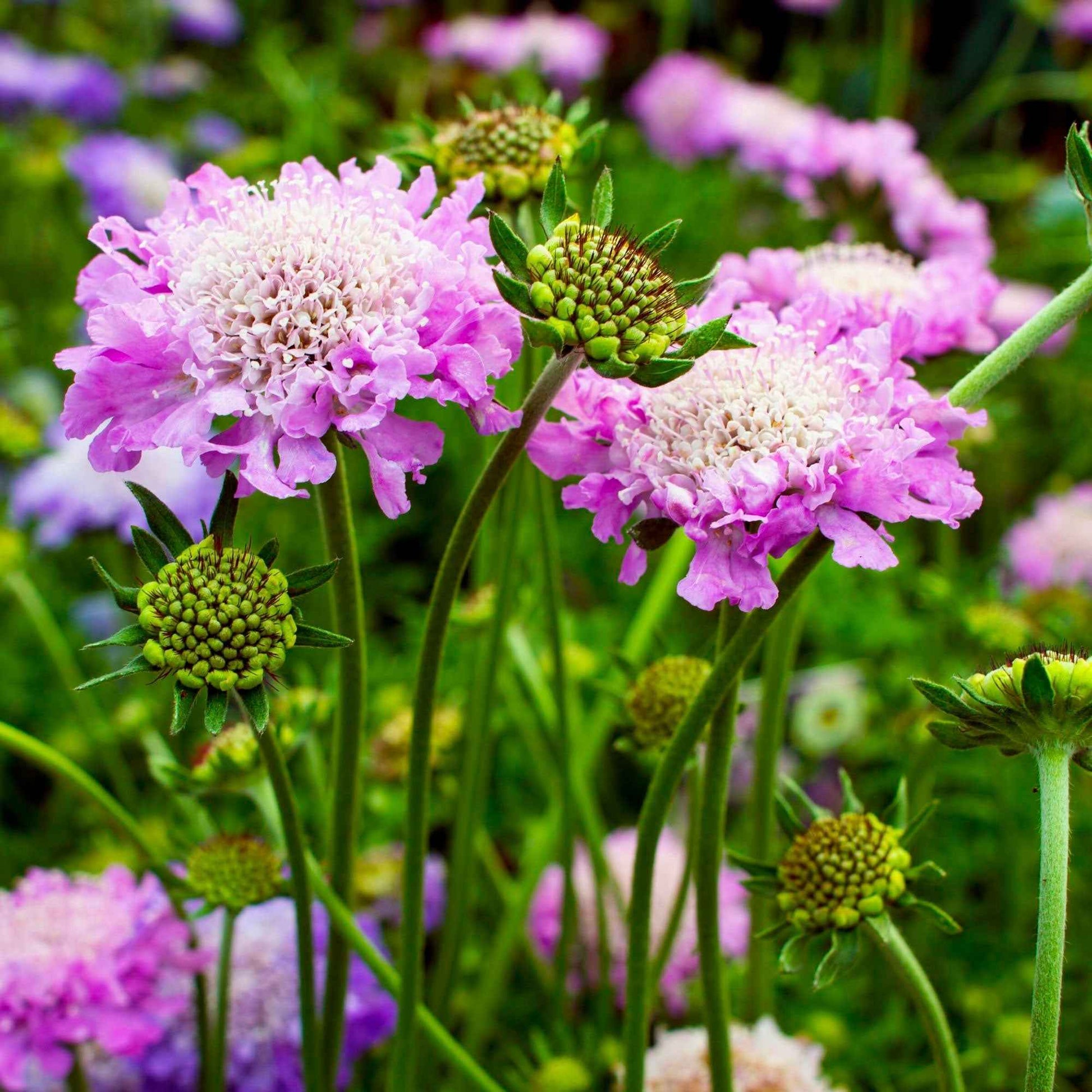 Druifkruid - Scabiosa columbaria - Tuinplanten